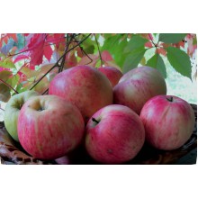 Яблони   Осеннее полосатое (Штрейфлер)  